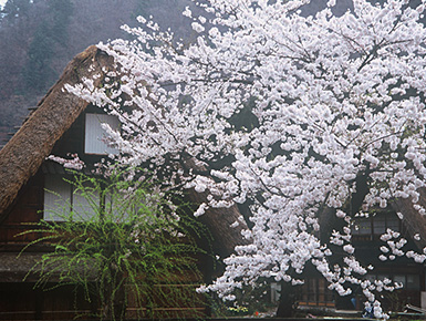 春の五箇山